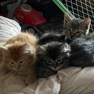 Meet your Posher, Caitlin